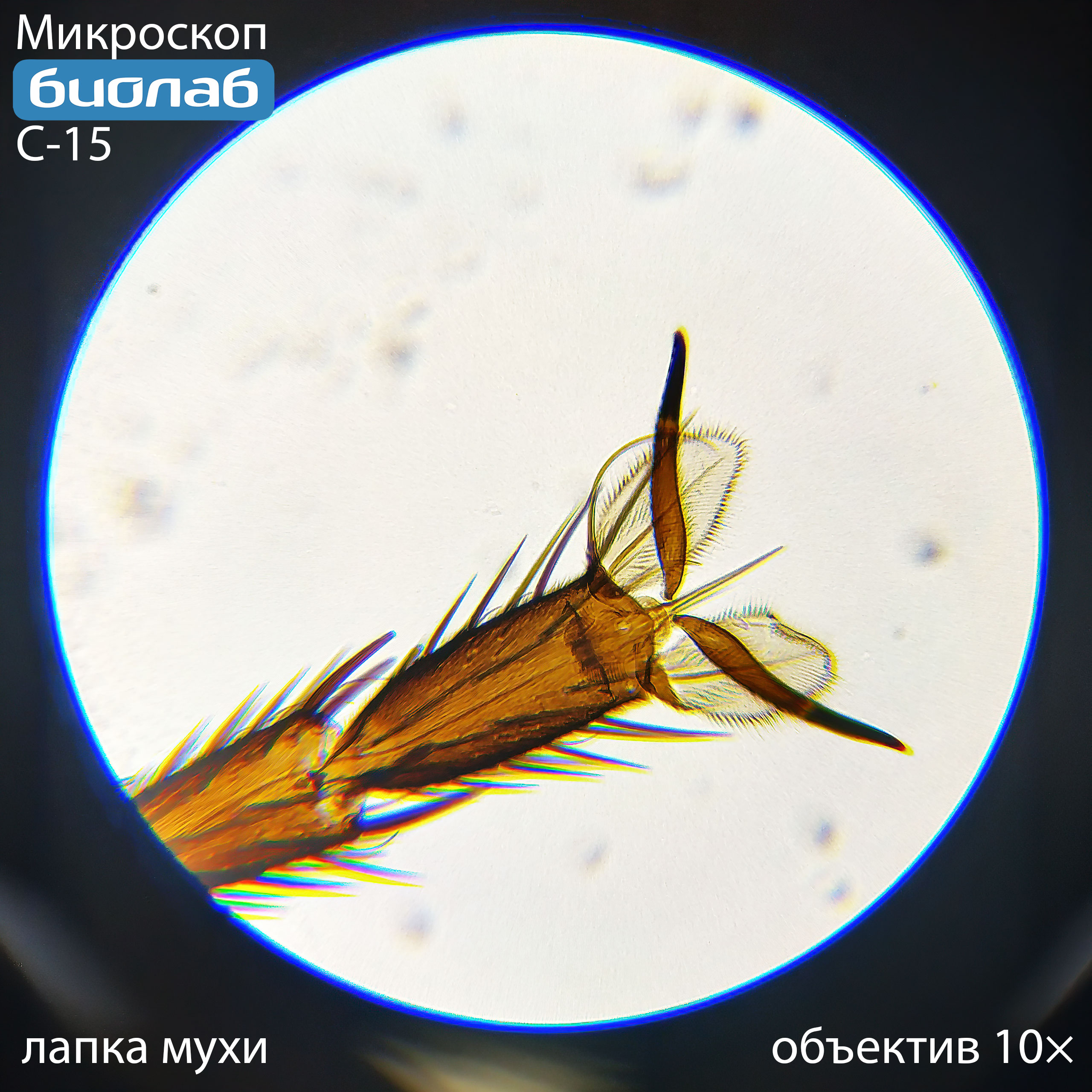 лапка мухи 10×